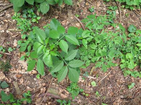  picture  Gewone_vlier |Sambucus_nigra