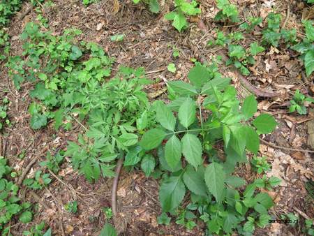  picture  Gewone_vlier |Sambucus_nigra