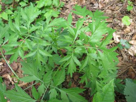  picture  Gewone_vlier |Sambucus_nigra