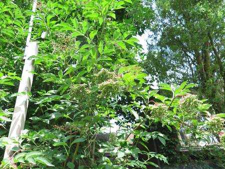  picture  Gewone_vlier |Sambucus_nigra