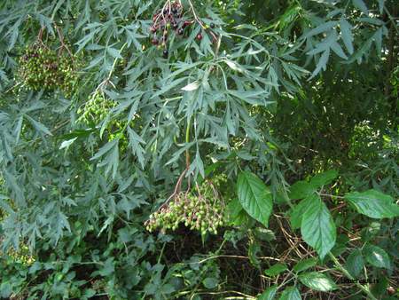  picture  Gewone_vlier |Sambucus_nigra