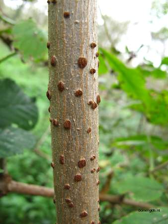  picture  Gewone_vlier |Sambucus_nigra