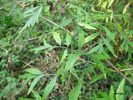  picture  Gewone_vlier |Sambucus_nigra