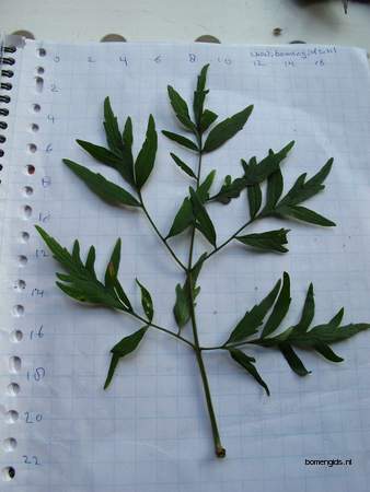  picture  Gewone_vlier |Sambucus_nigra