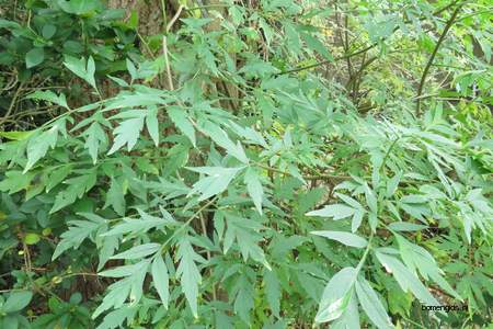  picture  Gewone_vlier |Sambucus_nigra