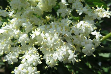  picture  Gewone_vlier |Sambucus_nigra