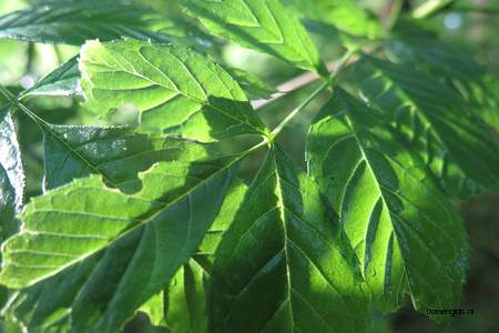  picture  Gewone_vlier |Sambucus_nigra