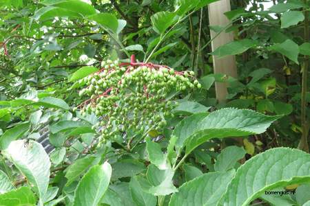  picture  Gewone_vlier |Sambucus_nigra