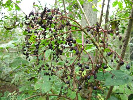  picture  Gewone_vlier |Sambucus_nigra