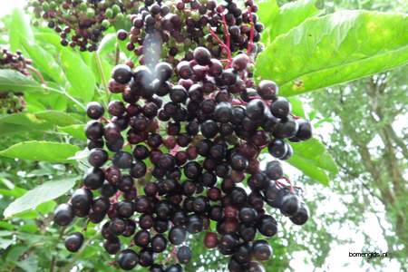  picture  Gewone_vlier |Sambucus_nigra