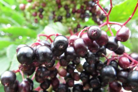  picture  Gewone_vlier |Sambucus_nigra