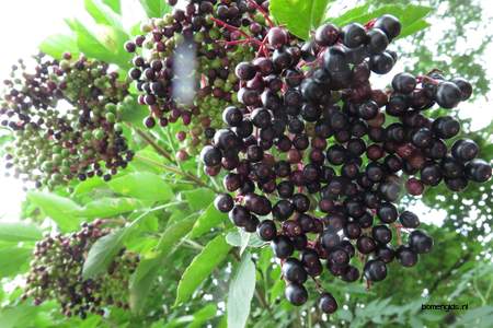  picture  Gewone_vlier |Sambucus_nigra