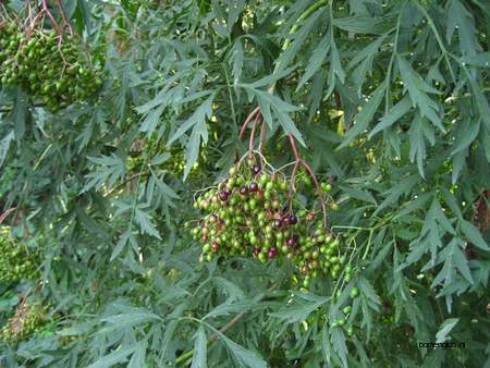  picture  Gewone_vlier |Sambucus_nigra