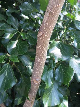  picture  Gladde_sumac |Rhus_glabra