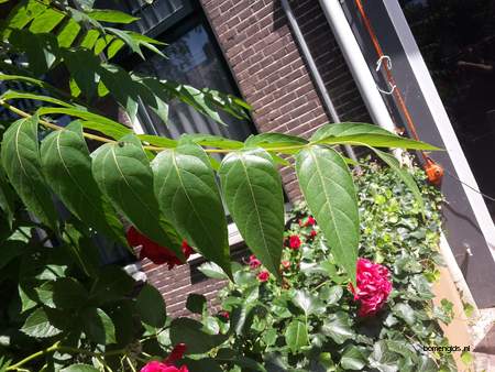  picture  Gladde_sumac |Rhus_glabra