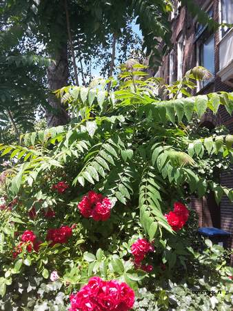  picture  Gladde_sumac |Rhus_glabra