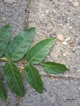  picture  Gladde_sumac |Rhus_glabra