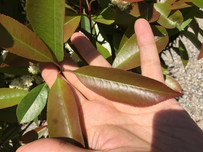  picture  Glansmispel |Photinia_fraseri