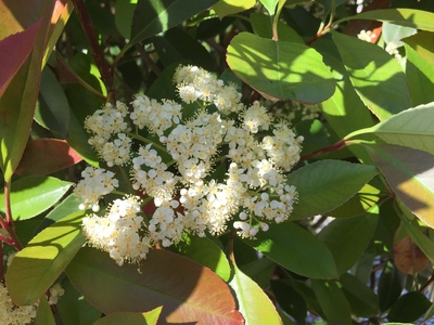  picture  Glansmispel |Photinia_fraseri