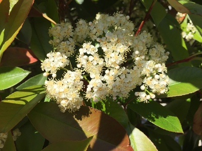  picture  Glansmispel |Photinia_fraseri