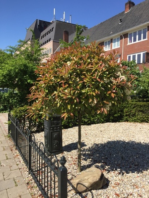  picture  Glansmispel |Photinia_fraseri