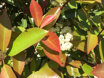  picture  Glansmispel |Photinia_fraseri