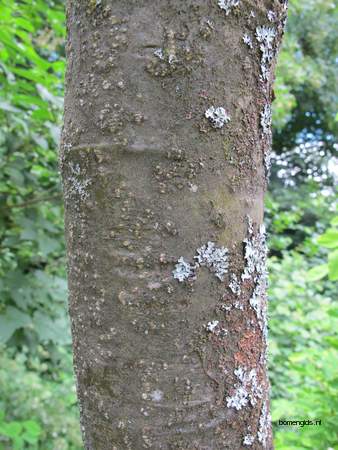  picture  Gouden_regen |Laburnum_anagyroides