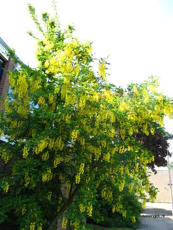  picture  Gouden_regen |Laburnum_anagyroides