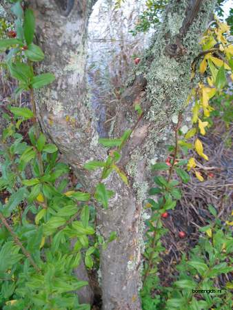  picture  Granaatappel |Punica_granatum