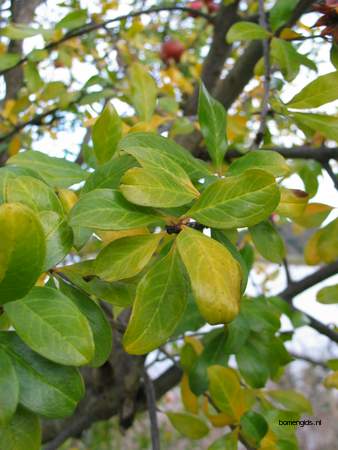  picture  Granaatappel |Punica_granatum