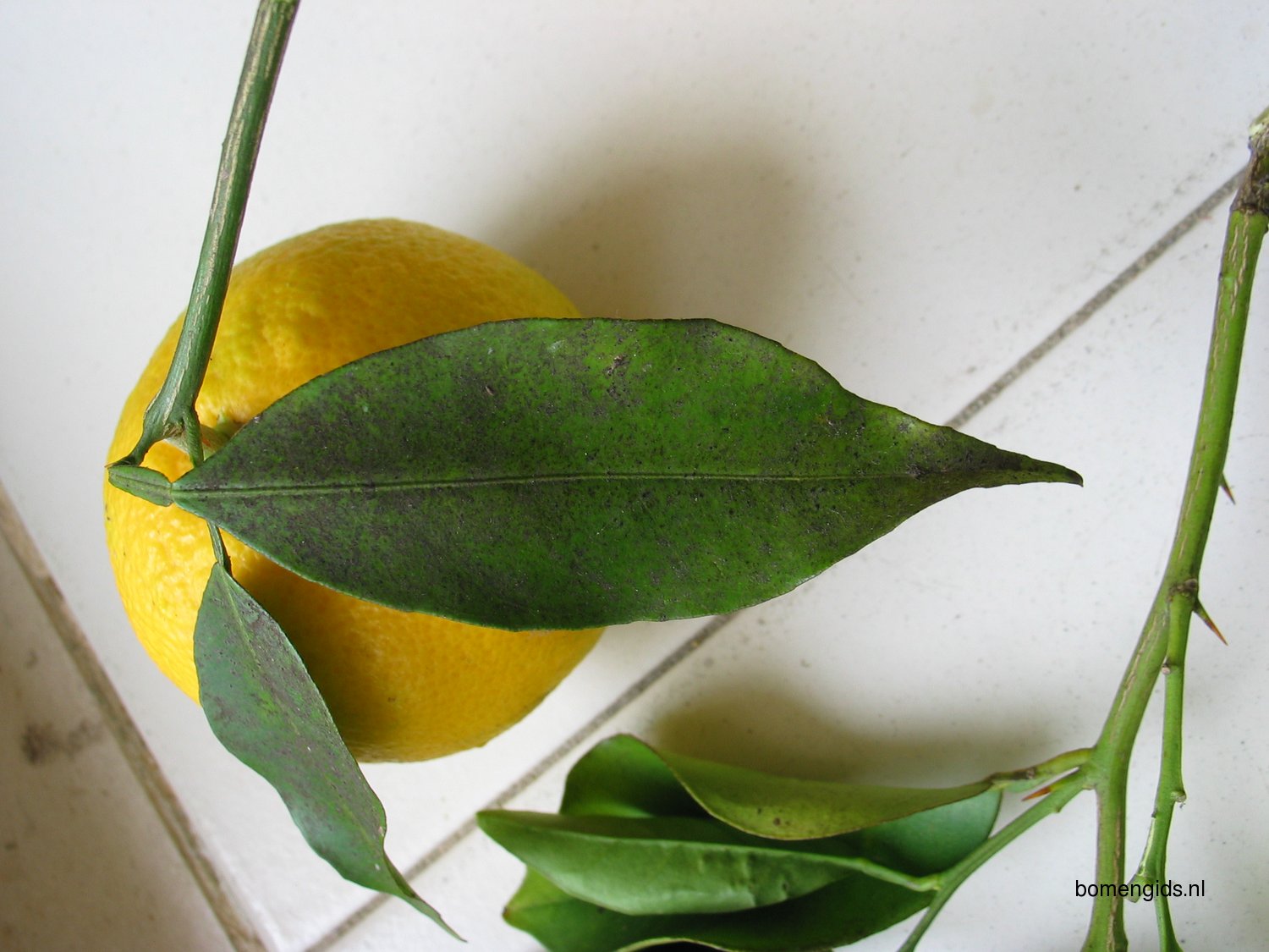 Herken de boomsoort NL: Grapefruit; Latin: Citrus paradisi; UK ...