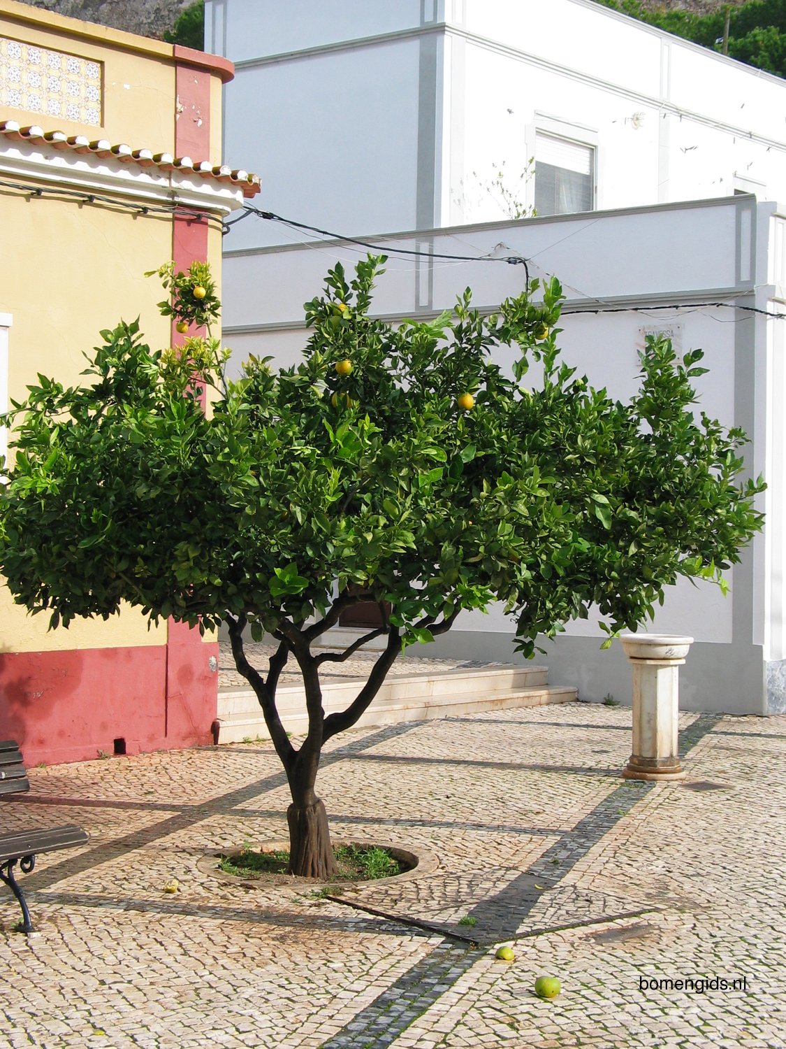 Herken de boomsoort NL: Grapefruit; Latin: Citrus paradisi; UK ...