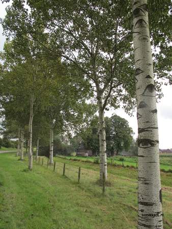  picture  Grauwe_abeel |Populus_canescens