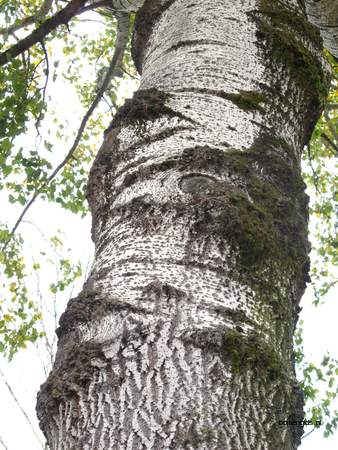  picture  Grauwe_abeel |Populus_canescens