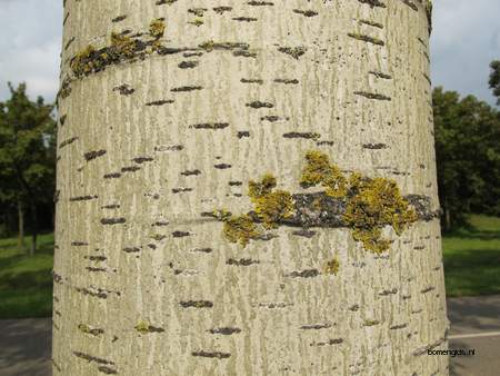  picture  Grauwe_abeel |Populus_canescens