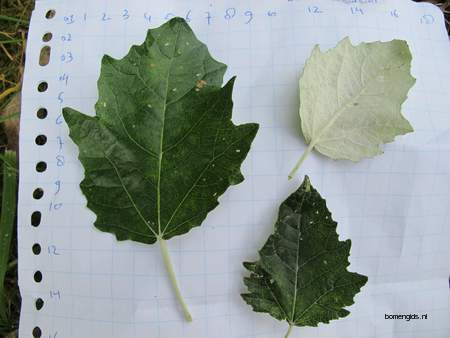  picture  Grauwe_abeel |Populus_canescens