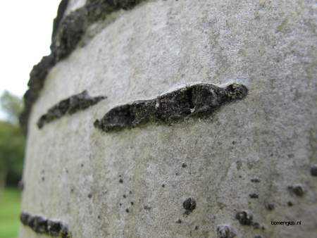  picture  Grauwe_abeel |Populus_canescens