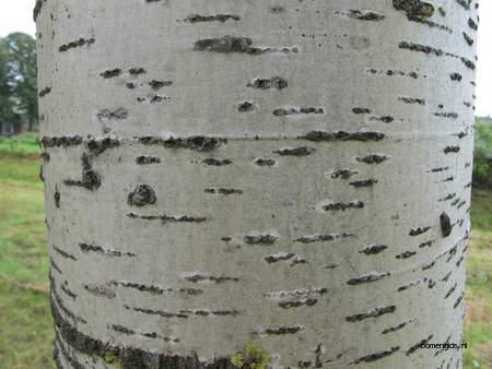  picture  Grauwe_abeel |Populus_canescens