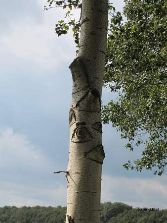  picture  Grauwe_abeel |Populus_canescens