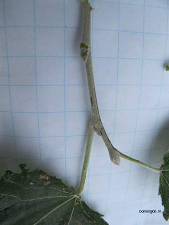  picture  Grauwe_abeel |Populus_canescens