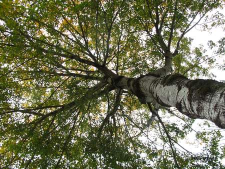  picture  Grauwe_abeel |Populus_canescens