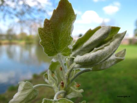  picture  Grauwe_abeel |Populus_canescens