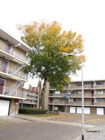  picture  Grauwe_abeel |Populus_canescens