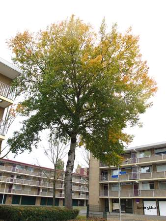  picture  Grauwe_abeel |Populus_canescens