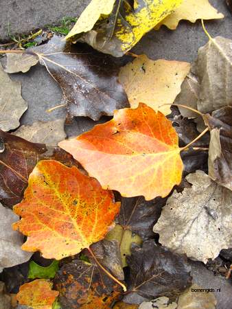  picture  Grauwe_abeel |Populus_canescens