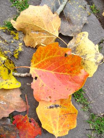  picture  Grauwe_abeel |Populus_canescens