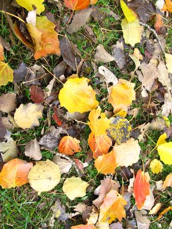  picture  Grauwe_abeel |Populus_canescens