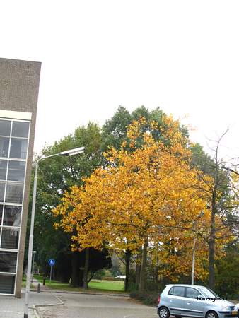  picture  Grauwe_abeel |Populus_canescens