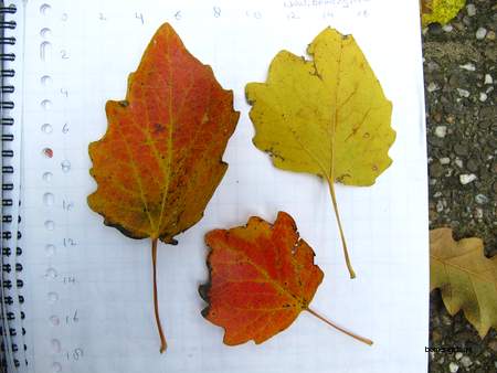  picture  Grauwe_abeel |Populus_canescens