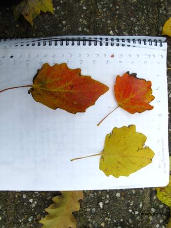  picture  Grauwe_abeel |Populus_canescens